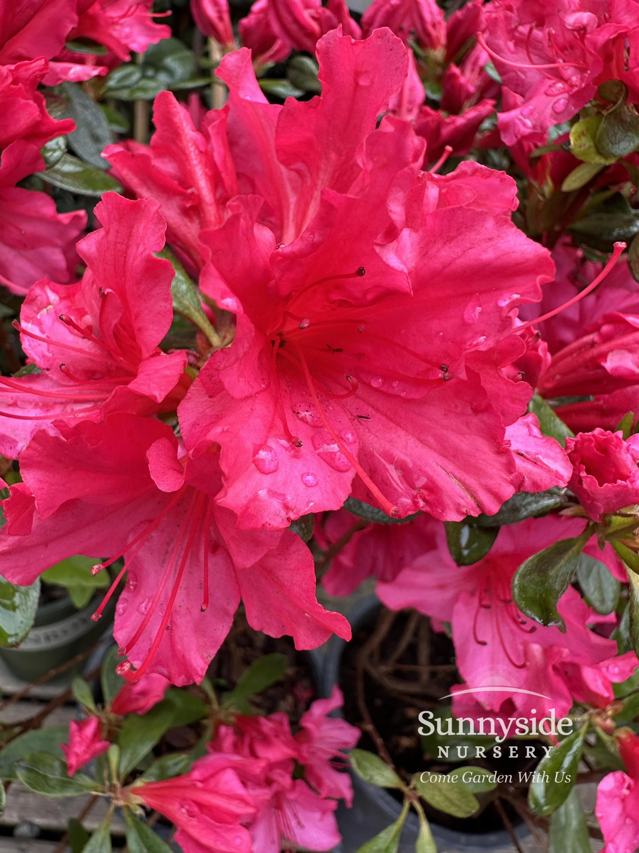 Pink Evergreen Azaleas — Sunnyside Nursery